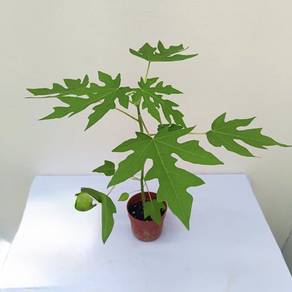 pokok betik sawa