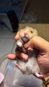 Bigbone Syrian hamster