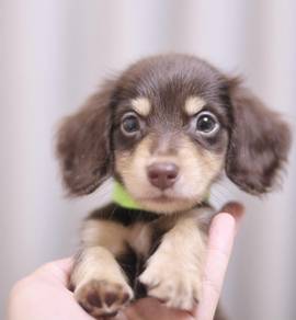 MINIATURE DACHSHUND Puppies D151 PREMIUM Quality