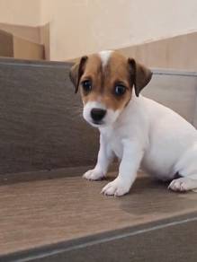 JRT Jack Russell Female puppy
