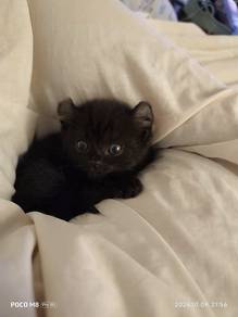 American Black Marble Curl