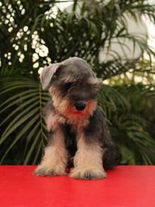 Schnauzer 