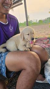 Golden retriever