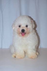 G12 Fluffy Bichon Dog