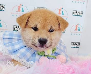 Shiba inu