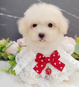 Poodle