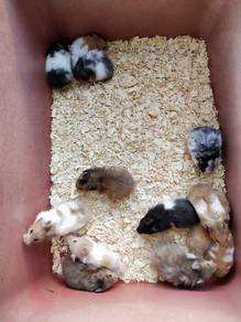 Hamster Syrian