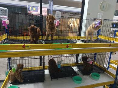 Toy Poodle 