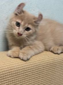 Mainecoon mix