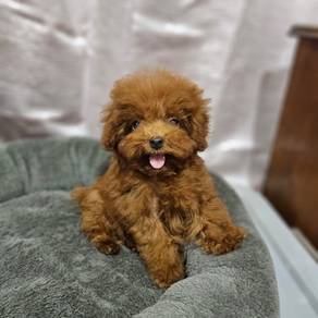 Cavapoo available 