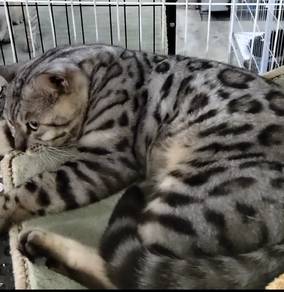 Riggs Bengal Cat 
