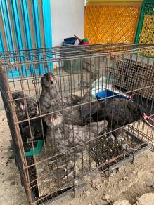 Ayam Easter Egger (telur hijau)