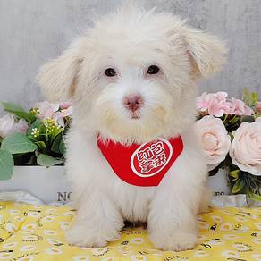 Maltipoo