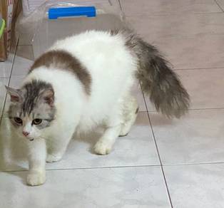 Kucing American Long Hair rehomed