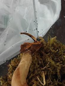 Crested Gecko 
