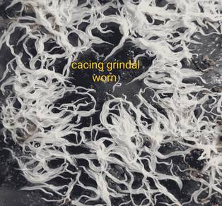 cacing hidup grindal worm makanan ikan kecil