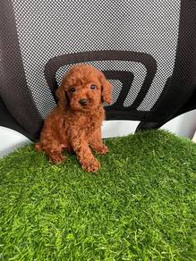 poodle 3