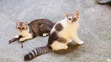 Male Kitten for Rehome