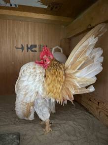 Ayam Serama