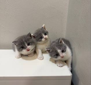 bsh kitten for rehome