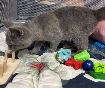 british short hair blue male