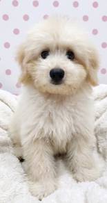 Cute Male Poodle Puppy - Su