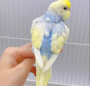 baji burung budgie bird