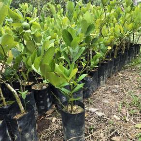 pokok lemon australia