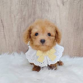 Poodle