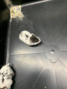 campbell mottled