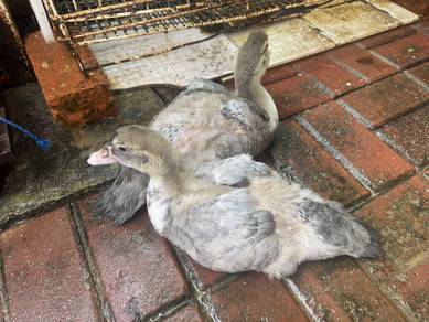 itik Muscovy lavender sepasang