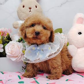 Poodle