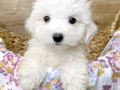 Alluring Maltipoo teddy bear face puppy Baby Dog