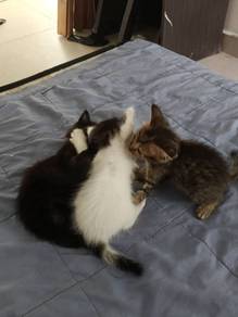 Kucing free utk diadopt