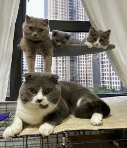British Shorthair (BSH/BLH) Kittens