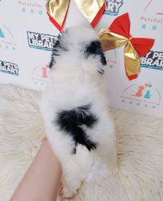 Maltipoo