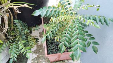 Anak Pokok Kari Kari