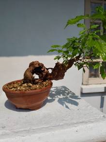 Bonsai, beautiful shape, Chinese Elm