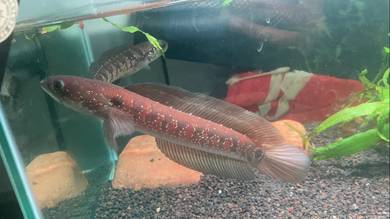 channa asiatica rsws pair
