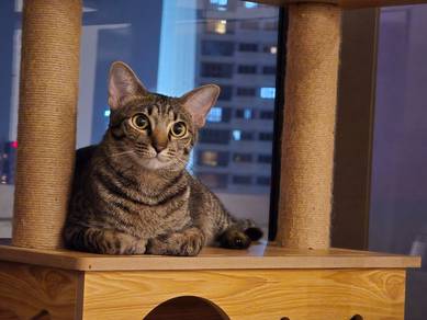 Free adoption tabby kitten