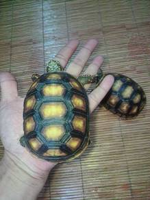 Redfooted tortoise 