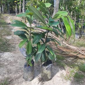 jambu bol