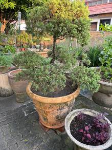 Juniper Bonsai Tree