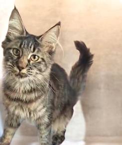 Mainecoon kitten