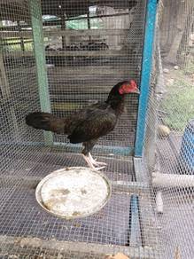 ayam 