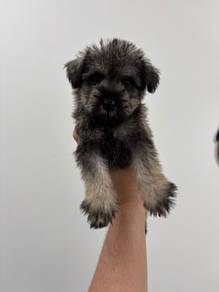 Schnauzer Female 1