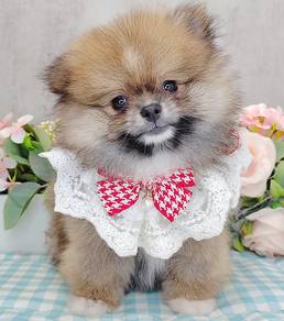 Pomeranian