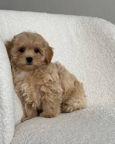 F3621 Rosy Poodle Little Bear Puppy Dog