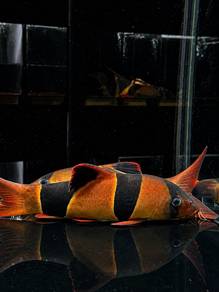 Clown Loach