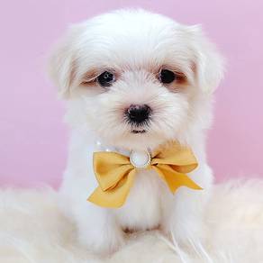 Maltipoo